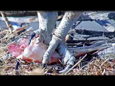 Hellgate Canyon Ospreys ~ Iris Went Fishing For Her Only Fish Of The Day, April 18, 2019