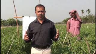 টমেটো চাষ