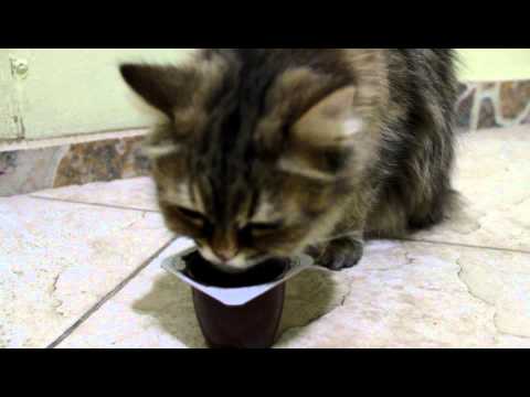 YouTube video about: Can cats have chocolate pudding?
