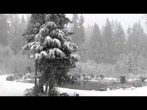 Snow Falling on Trees Without Music | 1080p HD