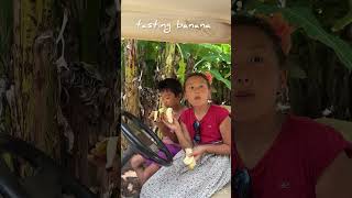 ハワイ1ヶ月ステイ、オーガニックカフクファームヘ🌴 #shorts #kafukufarms #organicfarming  #hawaiilife #vlog #beachlife