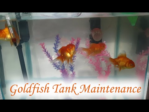 How To Clean Goldfish Tank | Goldfish Tank Maintenance | Keep Goldfish Healthy | Goldfish Care