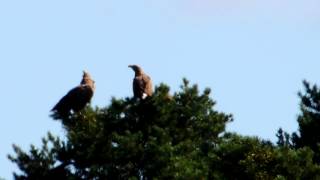 preview picture of video 'zwei Seeadler bei Königswartha - Sea Eagle - Nikon Coolpix P510'