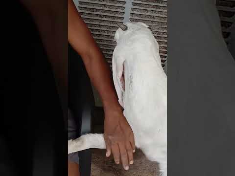 goat massage🐐🐐