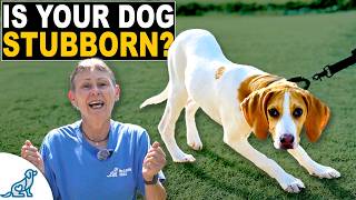 The Real Reason Your Dog is "Difficult" (And How to Fix It)