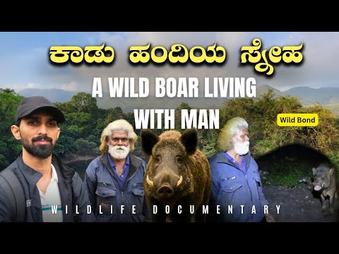 11 ವರ್ಷಗಳ ಸ್ನೇಹ : ರೂಬನ್ ಮತ್ತು ಕಾಡು ಹಂದಿ | Wild Boar & Ruban | Kudremukha | Kannada  Documentary