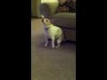" Shake dat ass " Dog dancing to Eminem 