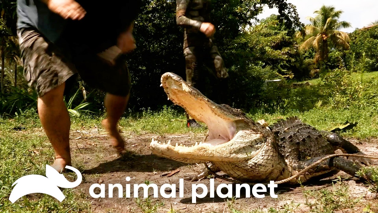 Extremely Close Call! Gator Almost Bites Jimmy! | Gator Boys | Animal Planet