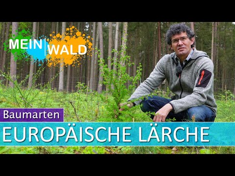 💚🌲Die Baumart Lärche - ein besonderer Nadelbaum