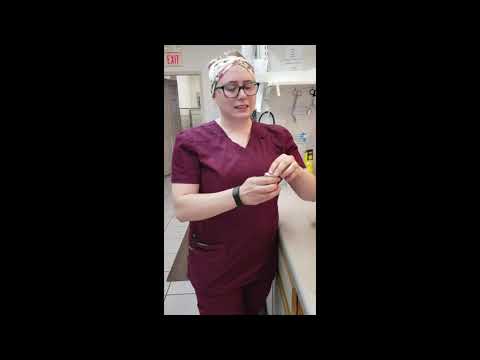 Nail Trim Dog Black Nails