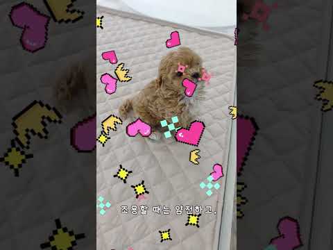 양말 신은 말티푸 공주님 등장… 2개월 여아 실물 미쳤다