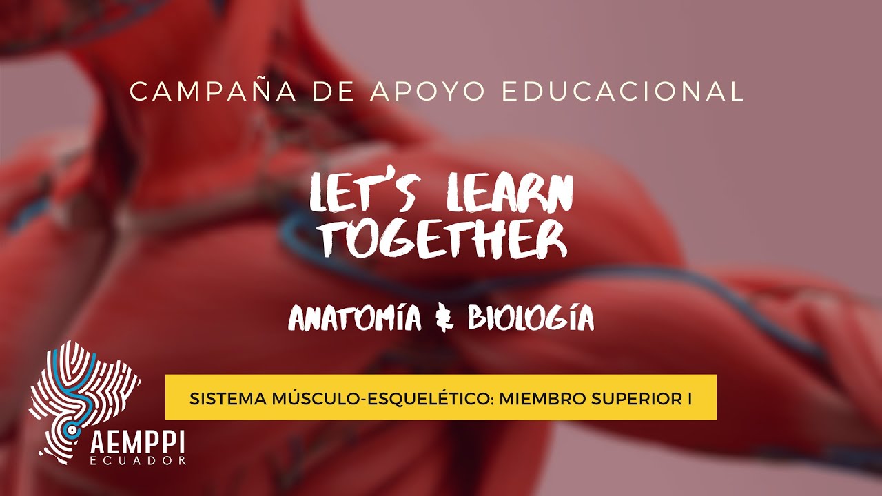 Sistema Músculo-esquelético: Brazo, antebrazo y mano