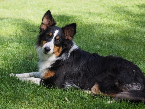 Jeannie, an adopted Border Collie Mix in Guelph, ON_image-1