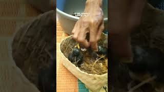 Download lagu MELOLOH MURAI PAKAI JANGKRIK SAJA || ternak murai Batu #quotes #story #muraibatu #kicaumania mp3