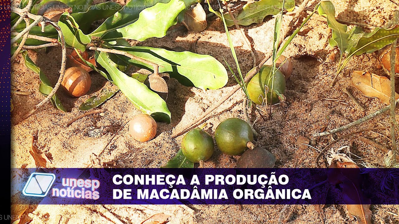 Fazenda em Bocaina aposta na macadâmia orgânica para tornar a noz mais consumida no Brasil