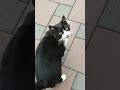Feeding Hungry Tuxedo Cat With Wet Fish Food