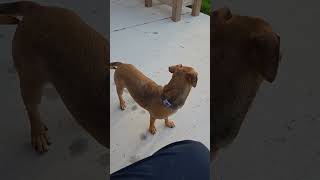 Video preview image #1 Chiweenie Puppy For Sale in Virginia Beach, VA, USA