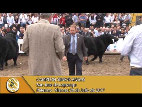 28-07-17 Jura Senior Angus - Palermo