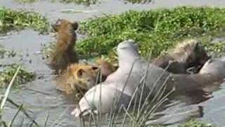 preview picture of video 'Dinnertime! Hyena's eating a hippo - Ngorongoro'