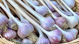 How to Grow Garlic from Planting to Harvest