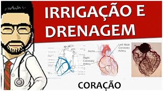 Heart 04 - Irrigation (coronaries) and drainage - Circulatory system video lesson