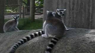 Nella gabbia dei lemuri