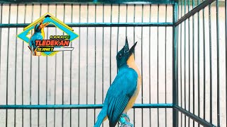 Download lagu Tledekan Gacor Nagen Fighter Cocok Untuk Pancingan Tledekan Lain mp3