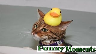 Cats and Dogs Just Don't Want to Bath 2015 [NEW HD]