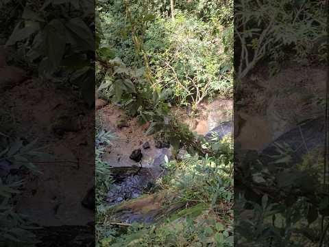 Cachoeira em Prudentopolis PR #viral #youtubeshorts #youtube #youtuber #turismo #paisagemnatural
