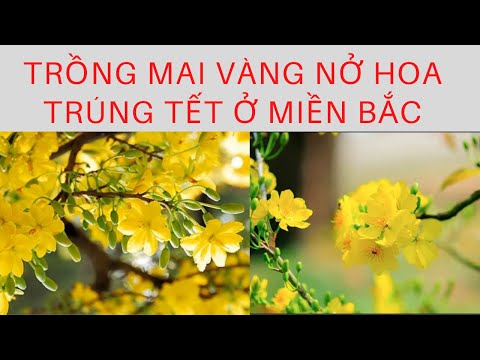 cách trồng mai vàng nở hoa tết vào mùa xuân ở sứ lạnh miền bắc Việt Nam| DUCTHANHKB