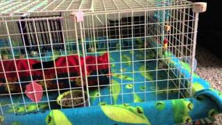 How to Build and Maintain a Guinea Pig Cage with Fleece Lining