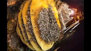 Konyada Balını Taşdan çıkarıyor 