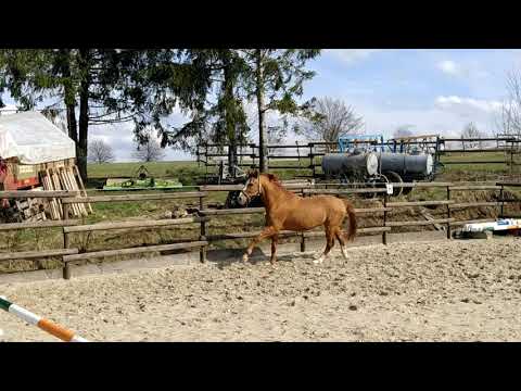 Dancing-Fox B Deckhengst 26 Jahre! 🥰