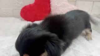 ハーフ犬の動画01