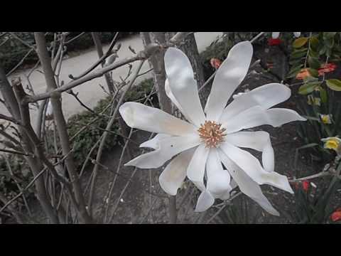 Magnolia estrellada: Magnolia stellata