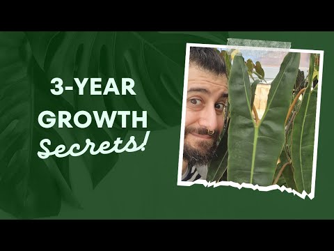 Philodendron Billietiae: 3-Year Journey & Secrets to Thriving Care | Rare Houseplant Review 🌿