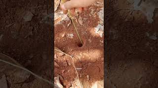 Download lagu Unique way to catch crickets #crickets mp3