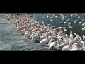 Flock of Pelicans Who Migrate to Africa (DJI PARK)