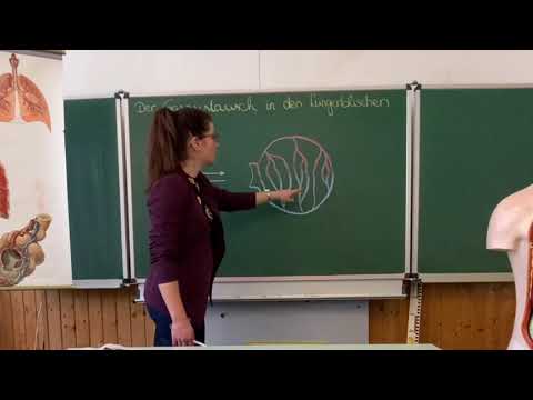 Der Gasaustausch in den Lungenbläschen