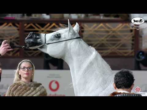 N 217 WASET AL SHAQAB   Katara Int  Arabian Peninsula Horse Show 2022   Stallions 7 to 10 Years Old