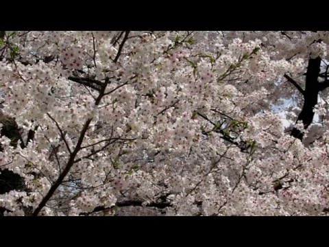 Sakura (Cherry Blossoms) in Tokyo (2014)