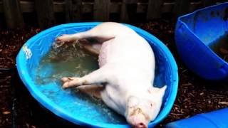 Esther the Wonder Pig - a loving tribute video