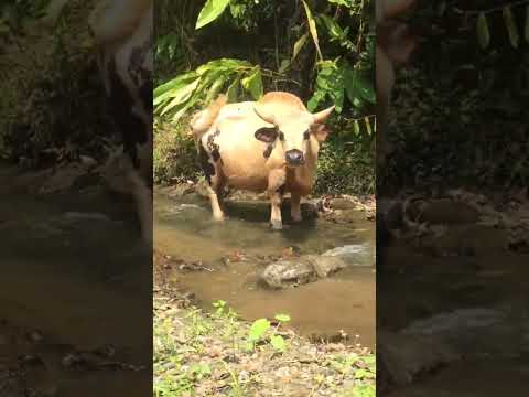 Mithun //Gayal //Bos frontalis.....