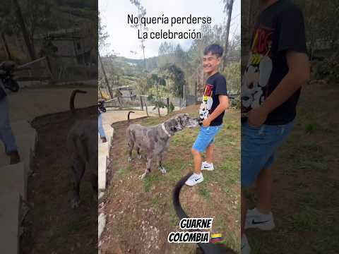 Una #celebración #guarne #antioquia #colombia #música #concierto #perro #dog #evanritz #viajemusical