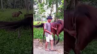 Download lagu proses melati kuda pattu,di,atau kuda menari.ciri khas budaya mandar mp3