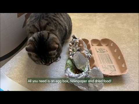 How to make an egg box enrichment feeder for your cat