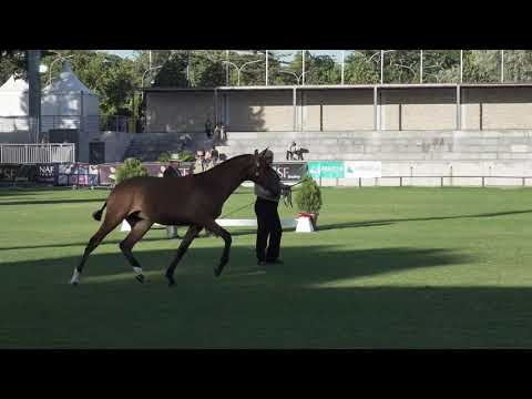 Ode d'Atela - FIPSL 2019