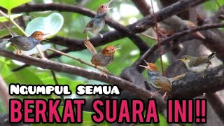 Download lagu Suara Pikat Prenjak Kepala Merah Ribut Tarung Paling Jitu mp3