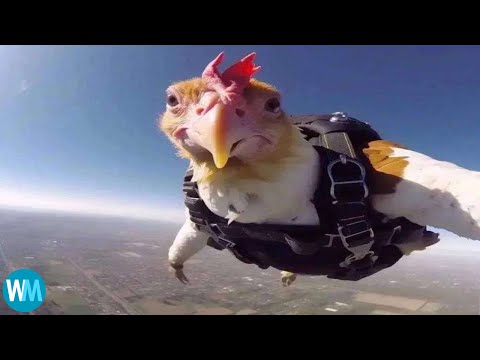 Top 5 du poulet