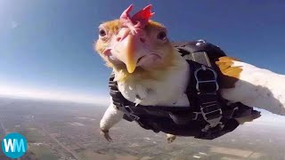 Top 5 du poulet